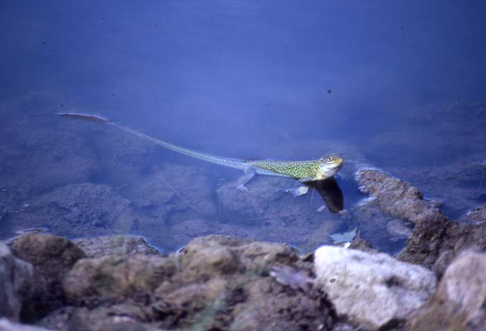 Ramarro giovane Lacerta bilineata